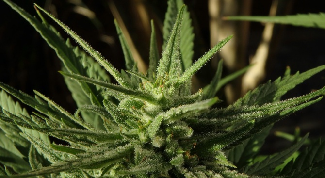Сенатът на канадския парламент одобри легализацията на марихуаната за развлекателни