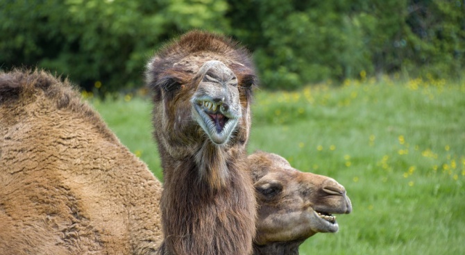 Бясна камила живее в русенското село Екзарх Йосиф и плюе