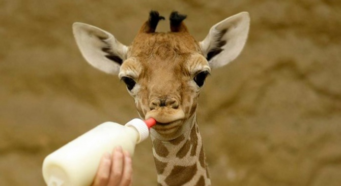 Бебе жираф се появи на бял свят в зоопарка във