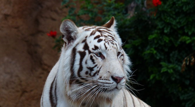Последният бял тигър в зоопарка в Синсинати си отиде от