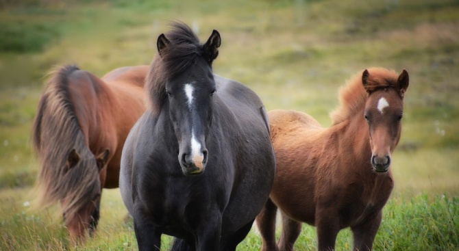 Три коня са намерени убити на различни места в землището