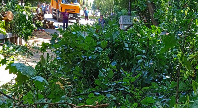 Дърво падна върху такси в Пловдив на ул. „Васил Левски”,