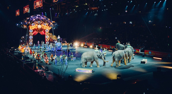 Слон падна сред цирковата публика по време на представление в