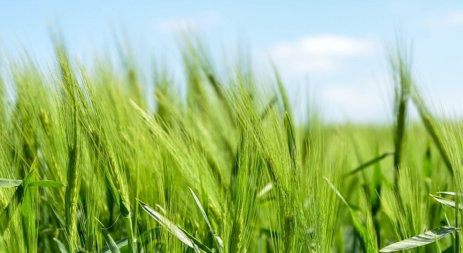 Земеделските стопани в Добричкия регион прибраха 9877 тона зърно от