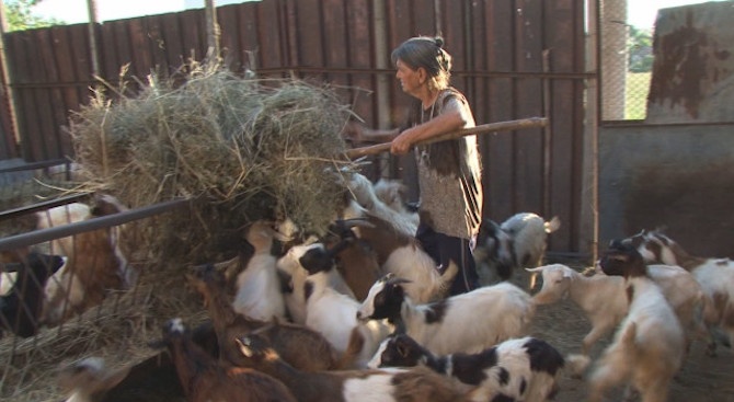 Едно-единствено стадо оцеля в село Шарково – стадото на баба