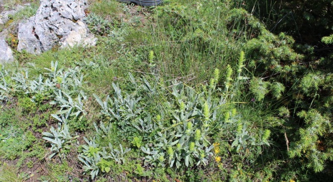 Популацията на мурсалски (Пирински) чай (Sideritis scardica Grisb.) в Родопите