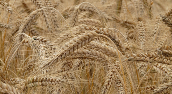 Валежите забавят жътвата на пшеницата в Търговищко. До момента стопаните