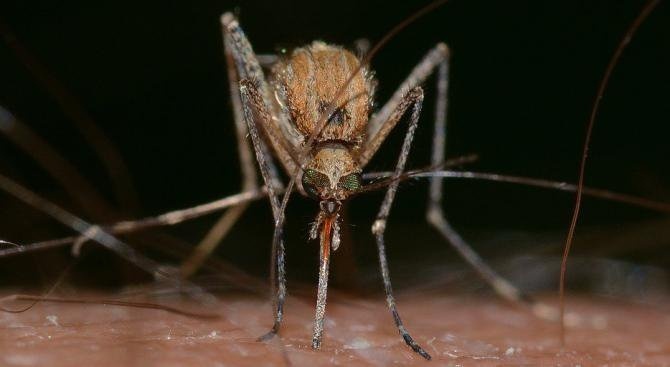 Община Свиленград приключи обработката на зелените площи срещу комари, кърлежи