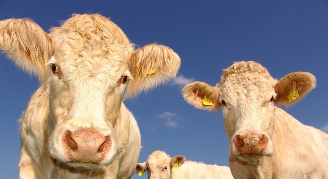 Овцете и говедата от фермите в област Смолян се ваксинират
