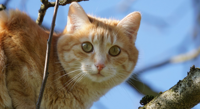 Свалиха от дърво паникьосана котка във варненския квартал „Аспарухово". Тридневната
