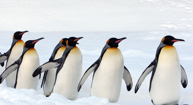 Най-многобройната колония от кралски пингвини е намаляла драстично през последните