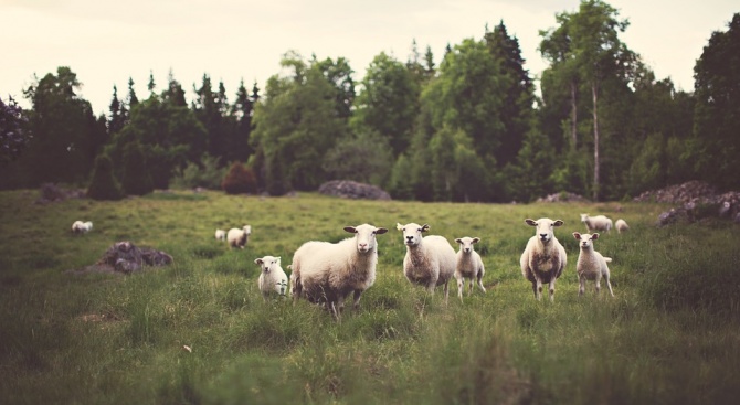 Гръм уби цяло стадо овце в село Врънчани, в района