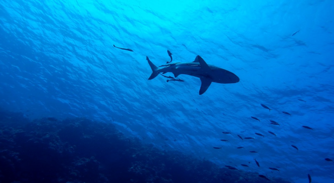 Чешки турист е убит от акула в Египет край курорт