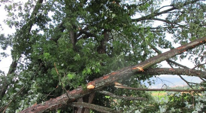 Премахнати са 35 опасни дървета в Радомир, съобщи кметът на
