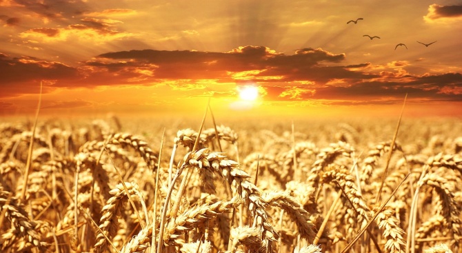 Реколтирани са 64,27 на сто от засетите с пшеница площи