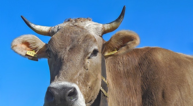 Първично огнище на туберкулоза по говедата е констатирано в животновъден