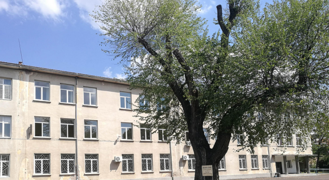 Единственото вековно дърво от вида полски бряст в Хасково вече