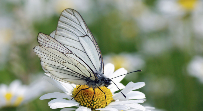Растително-защитна обработка срещу гъсеници на Бяла американска пеперуда се извършва