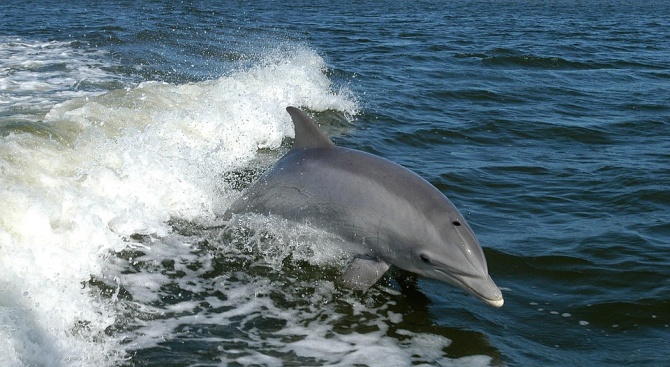 В Западна Франция забраниха къпането по плажовете заради разгонен делфин,