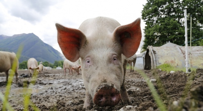 По сигнал за съмнение за Африканска чума по свинете, Българската
