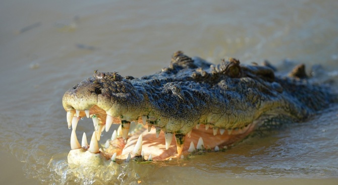 Крокодил нападна и изяде майка и 5-месечното ѝ бебе в