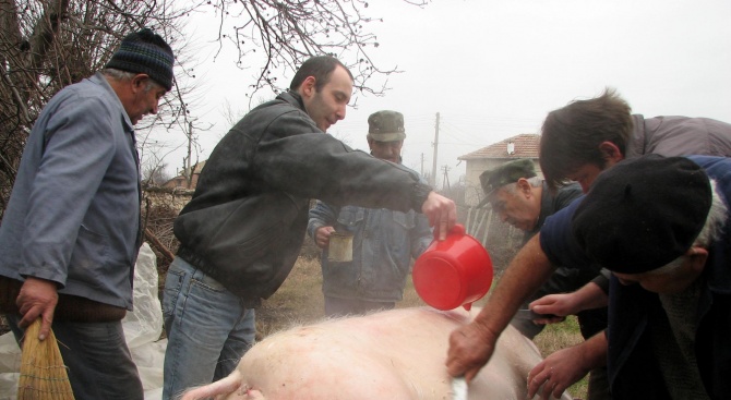 Заразата от африканска чума по свинете предизвика паника в община