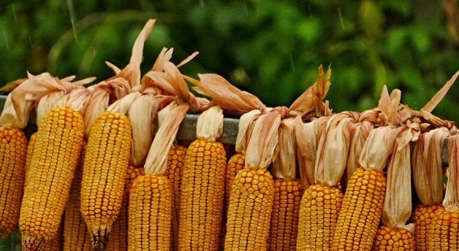 В Силистренско започна прибирането на царевицата и слънчогледа, съобщават от
