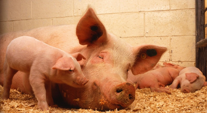 Над 1700 свине се отглеждат в т. нар. задни дворове