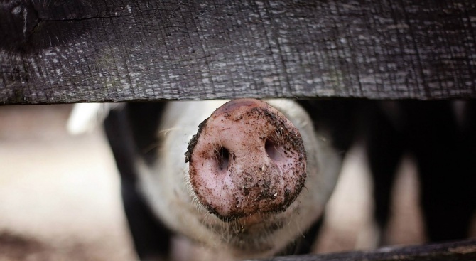 Първият случай на африканска чума по свинете е потвърден в