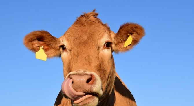 Кравите не разбират защо трябва да се хранят с час