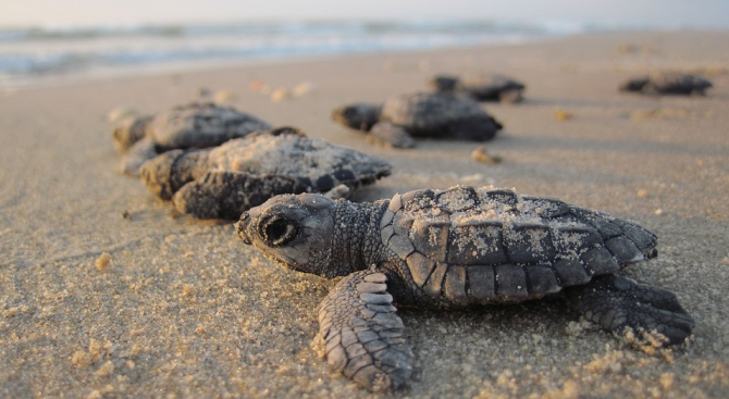 Половината от мъртвите бебета костенурки, намерени от австралийски учени, имат