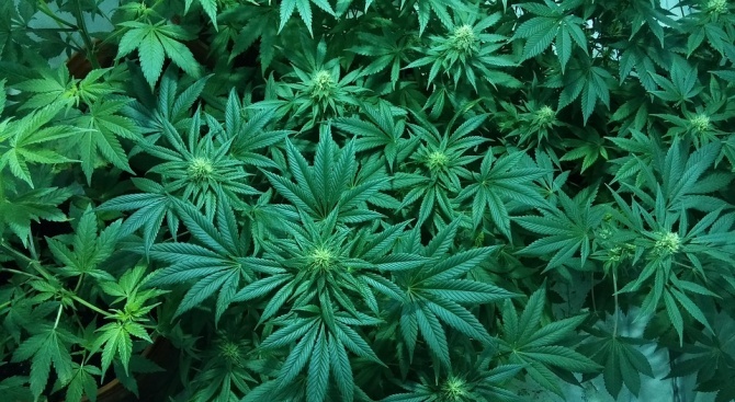 4 кг марихуана и 53 растения от рода на конопа