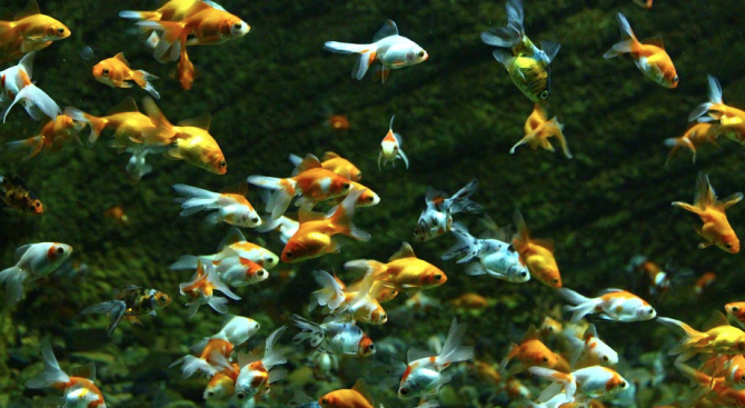 Учени не са наясно как рибка с ярки цветове по