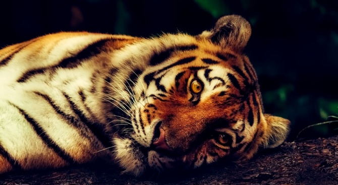 Индонезийските власти съобщиха за смъртта на суматранска тигрица, представителка на