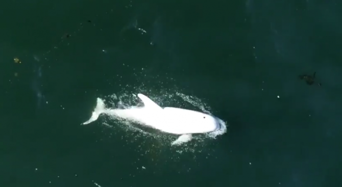 Хора, съзерцаващи китове край Калифорния, заснеха делфин албинос, плуващ със