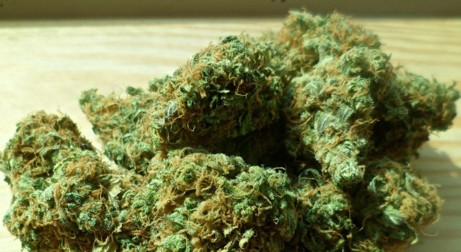 Над 90 грама марихуана и 34 растения канабис са иззети