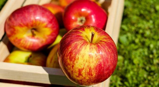Над 100 сорта ябълки представя Институтът по земеделие в Кюстендил