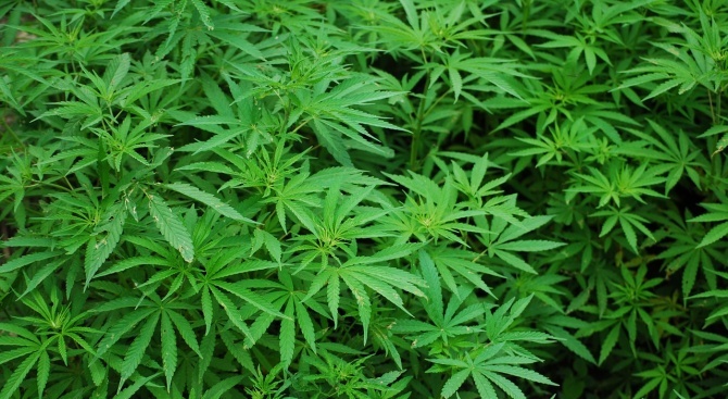 Над 14 кг марихуана са иззети при проверка на частен