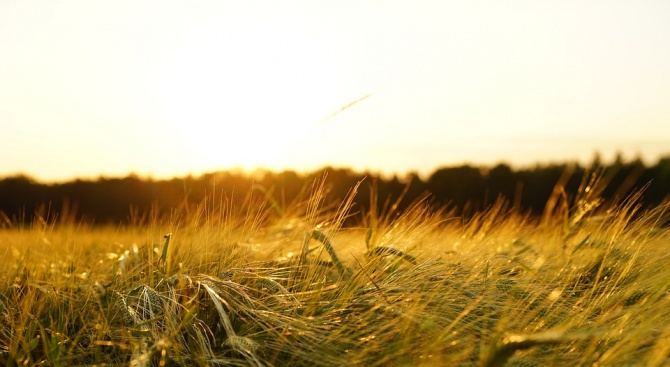 Около 70 на сто от фуражното зърно в Добричкия регион