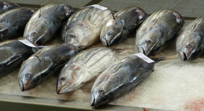 Прочутият токийски пазар Цукиджи - най-големият рибен пазар в света