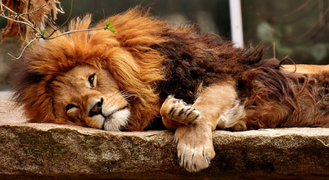 Лъвът в плевенския зоопарк е умрял, стана ясно на днешния