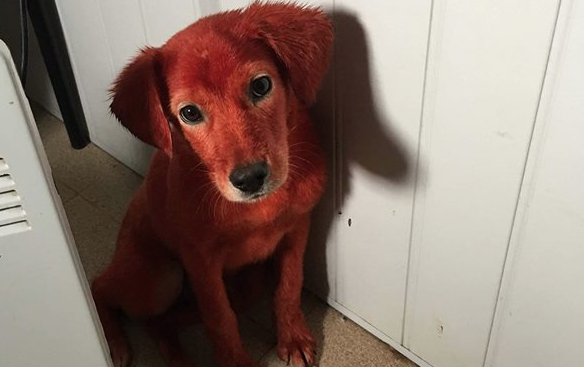 Кучето Реди, което беше боядисано с червена боя, вече има