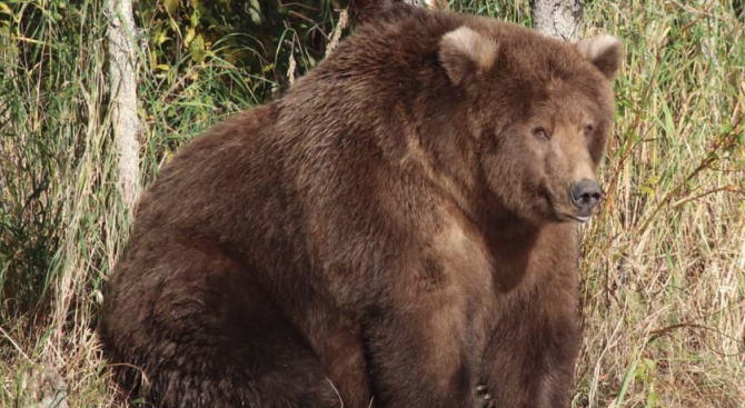 Бийдноуз беше избрана за най-дебелата мечка на 2018 г. Бийдноуз,
