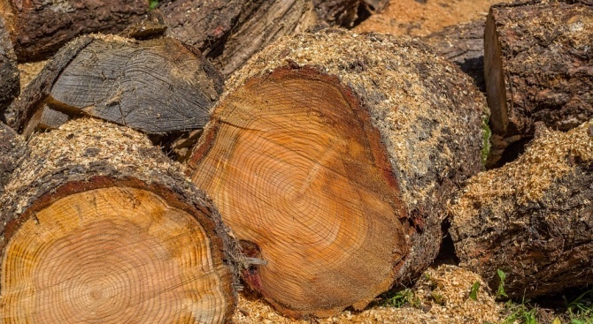 Над 15 кубика незаконно добита дървесина установили полицаи от РУ-Видин