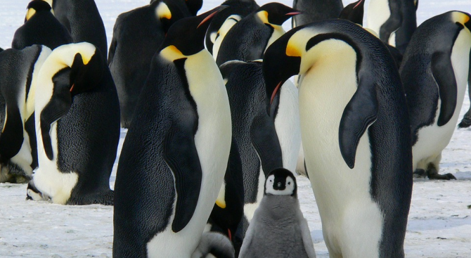 Двойката мъжки гей пингвини Меджик и Свен ще стават родители,