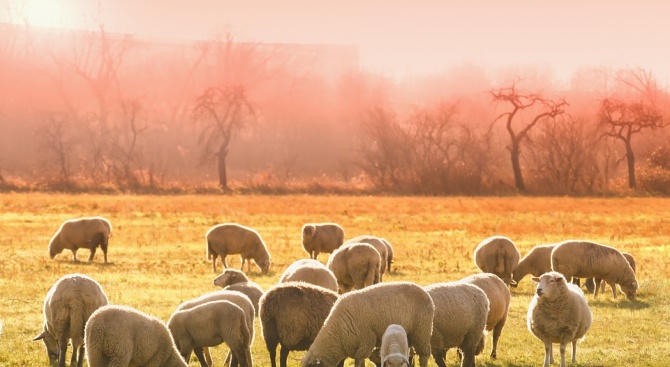 Фермерите, които отглеждат овце и кози в засегнатите от чумата