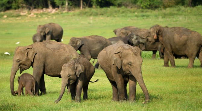 Седем диви слона в Индия умряха, след като бяха ударени