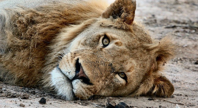 Умиращ от глад лъв беше спасен в приют в руския