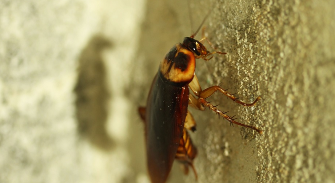 Учени установиха, че хлебарките владеят карате, съобщи сайтът Физ.орг. До