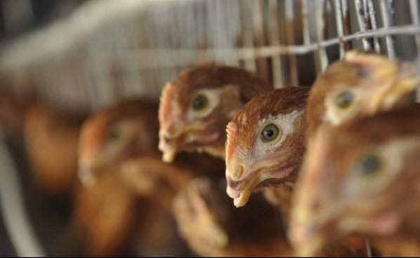 За да бъде спасена птицевъдната индустрия, мерките за биосигурност във